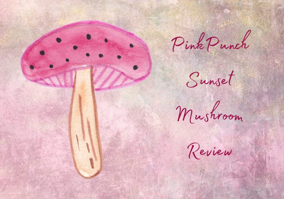 Sunset Mushroom Vibrator review header