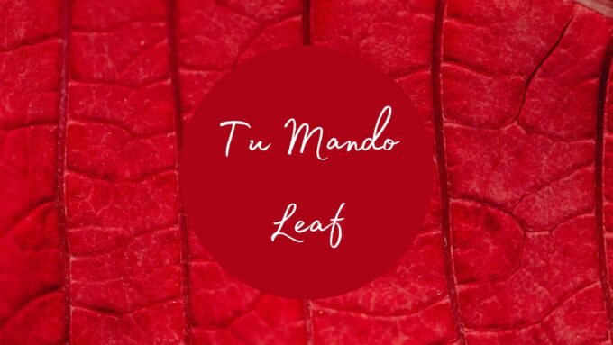 Header image featuring a close up of the veins in a red leaf. Text reads: Tu Mando Leaf